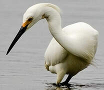 Snowy Egret