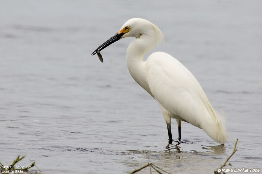 Snowy Egret