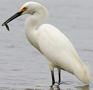 Snowy Egret