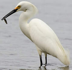 Aigrette neigeuse