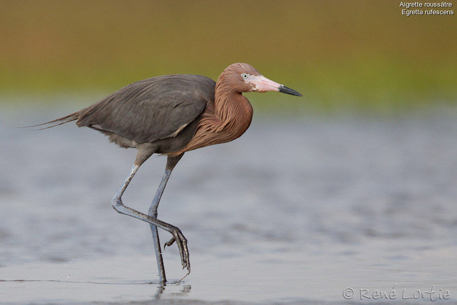 Reddish Egretadult breeding