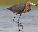 Aigrette roussâtre