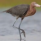 Aigrette roussâtre