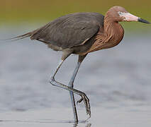 Aigrette roussâtre