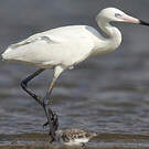 Aigrette roussâtre