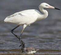 Reddish Egret