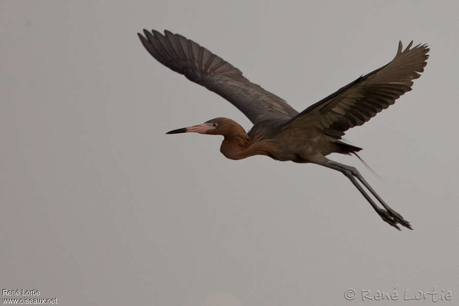 Reddish Egretadult breeding, Flight