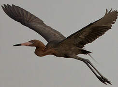 Reddish Egret