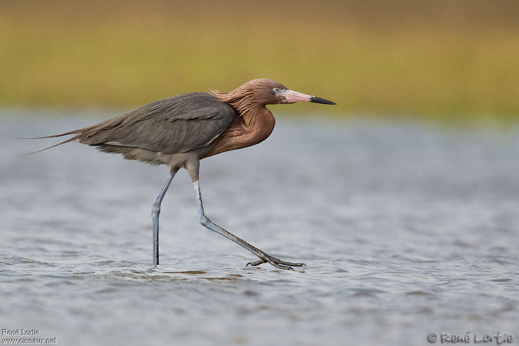 Reddish Egretadult breeding, identification