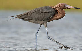 Aigrette roussâtre