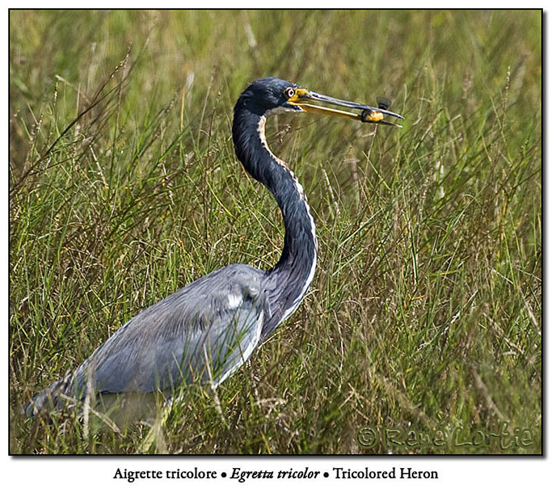 Aigrette tricoloreadulte