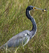 Aigrette tricolore