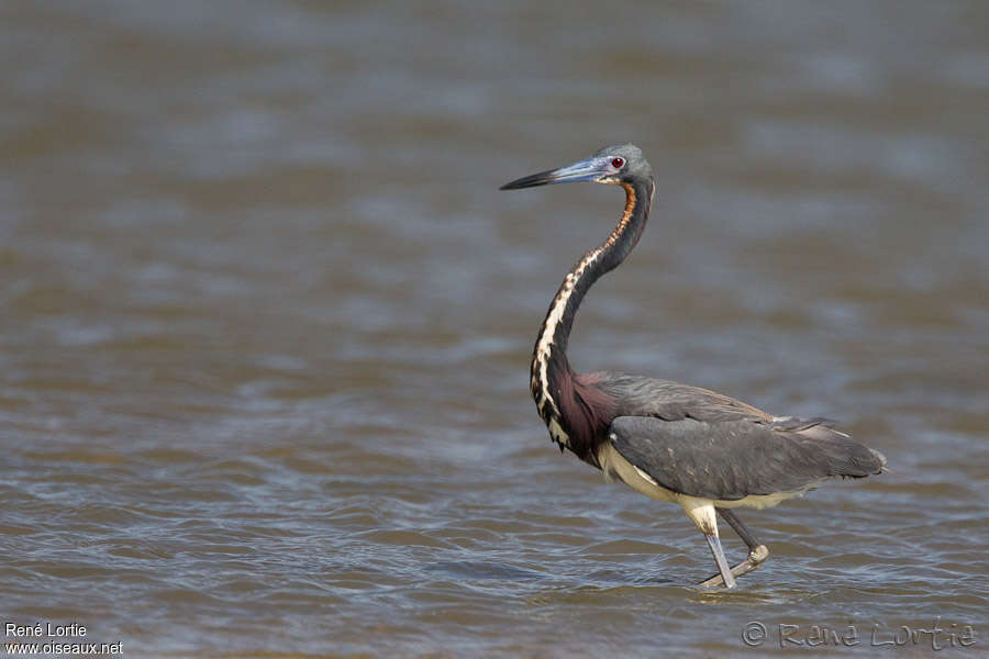 Tricolored Heronadult, identification