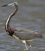 Tricolored Heron