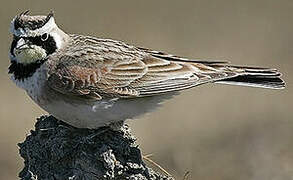 Horned Lark