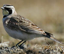 Horned Lark