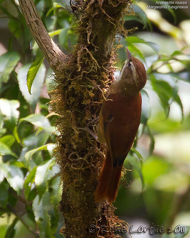 Ruddy Treerunneradult, identification