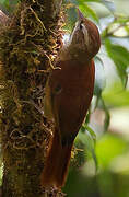 Ruddy Treerunner