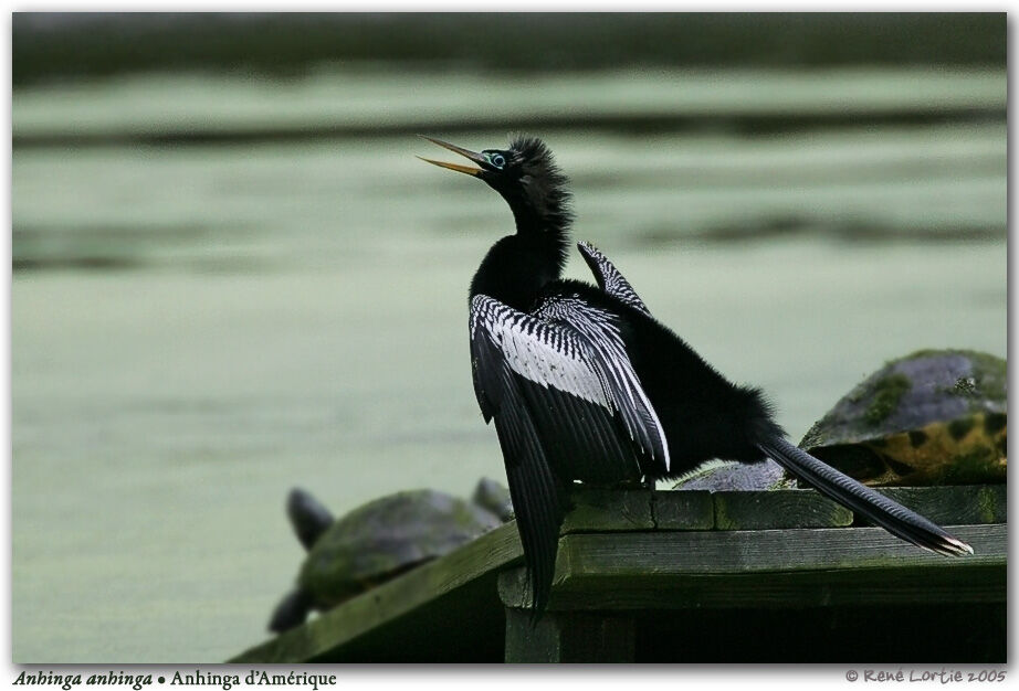 Anhinga