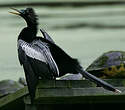 Anhinga d'Amérique