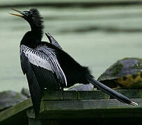 Anhinga