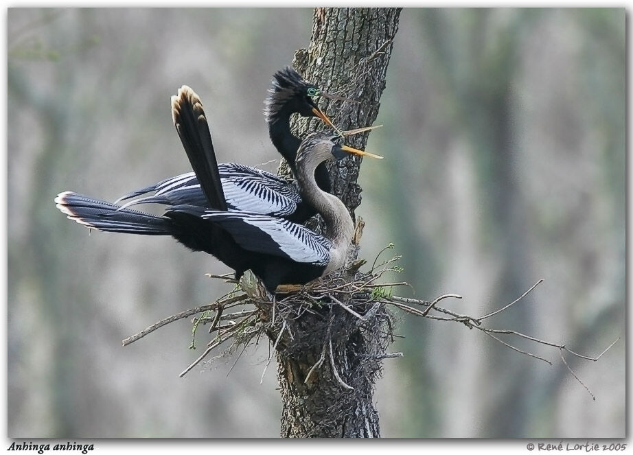 Anhinga d'Amérique