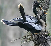 Anhinga d'Amérique