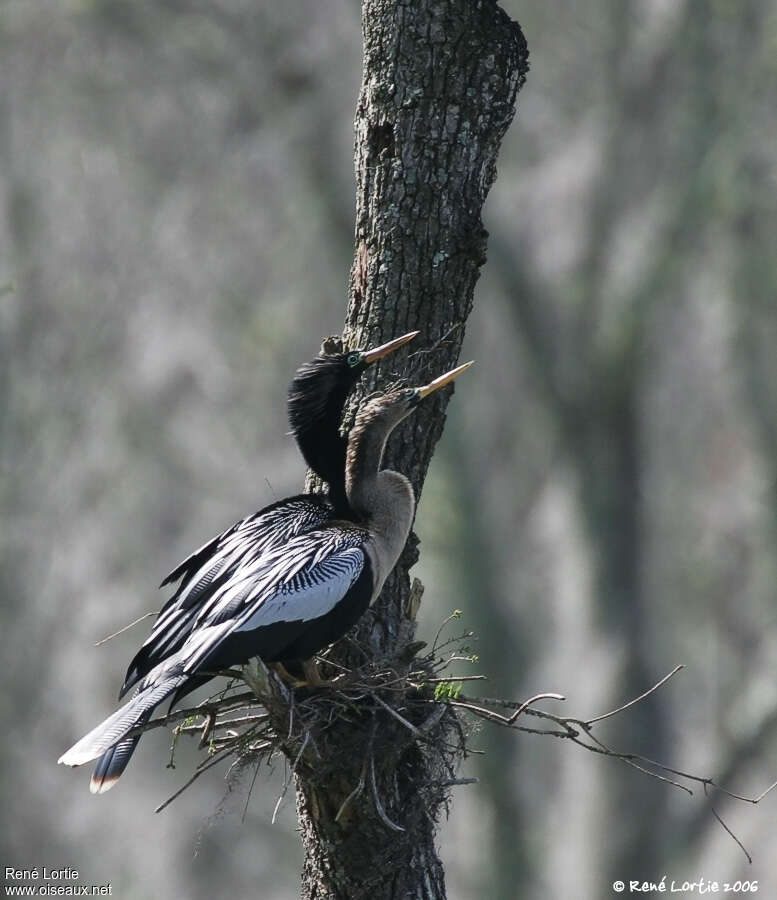 Anhinga d'Amériqueadulte, pigmentation