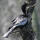 Anhinga d'Amérique