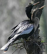 Anhinga d'Amérique