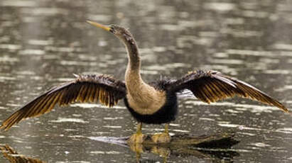 Anhinga d'Amérique