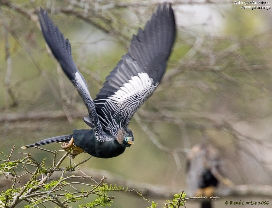 Anhinga d'Amérique mâle adulte nuptial