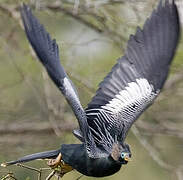 Anhinga