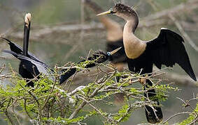 Anhinga