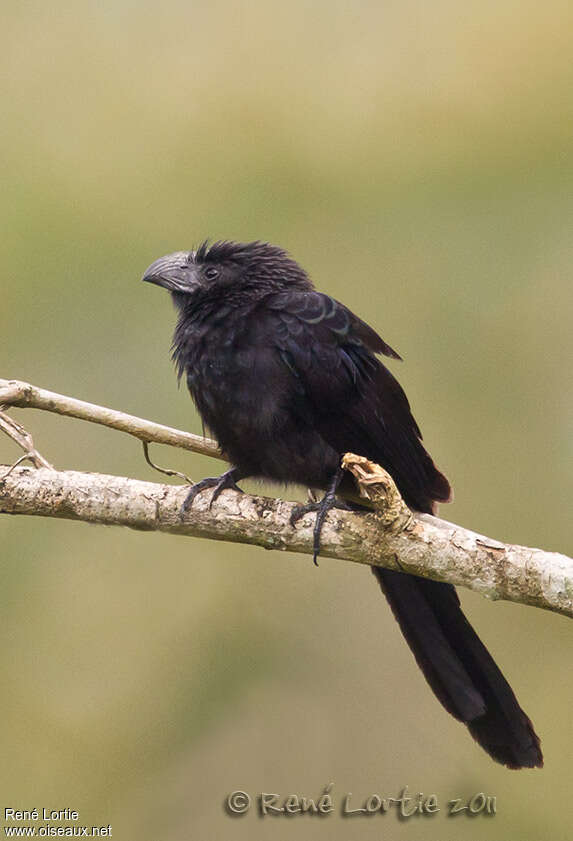 Ani à bec canneléadulte, identification