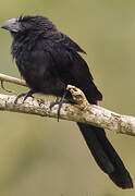 Groove-billed Ani