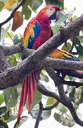 Scarlet Macaw