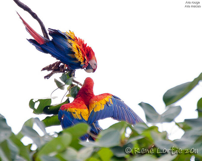 Scarlet Macawadult breeding, identification, Behaviour