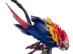 Scarlet Macaw