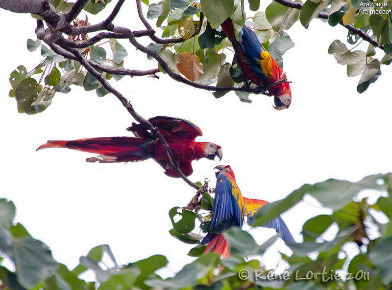 Scarlet Macaw adult breeding, identification, Behaviour