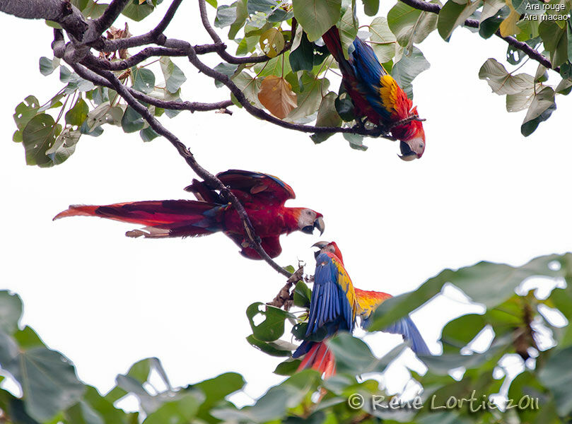 Ara rouge adulte nuptial, identification, Comportement