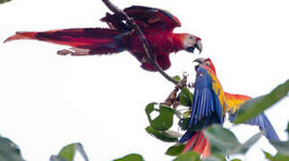 Scarlet Macaw