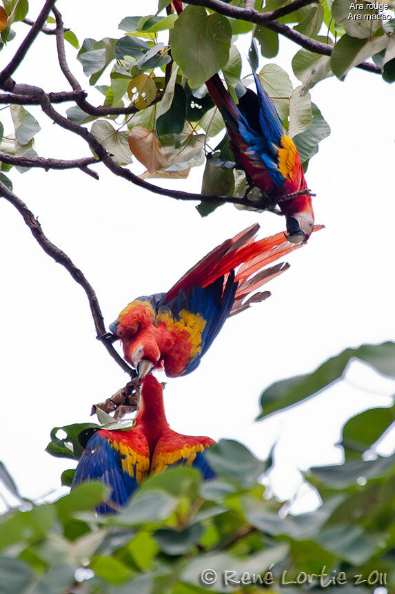 Scarlet Macawadult breeding, identification, Behaviour