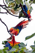 Scarlet Macaw