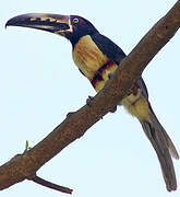 Collared Aracari