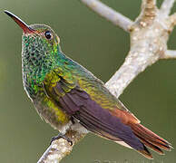 Rufous-tailed Hummingbird