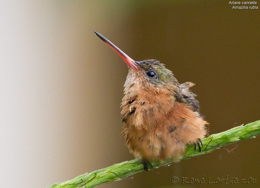 Cinnamon Hummingbirdadult, identification