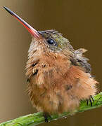 Cinnamon Hummingbird