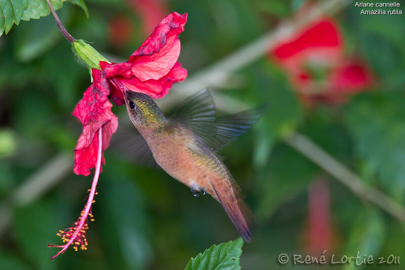 Cinnamon Hummingbirdadult, identification, Flight, feeding habits