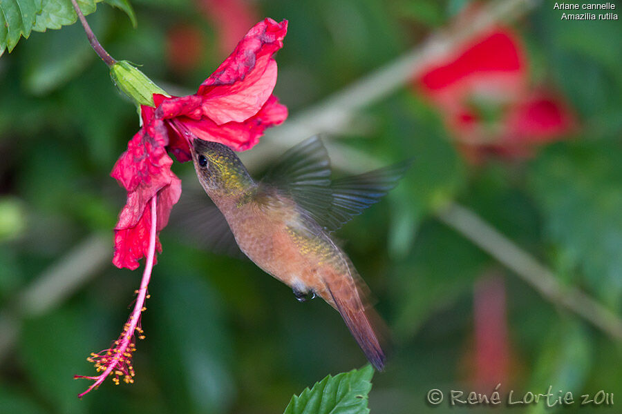 Cinnamon Hummingbirdadult, identification, Flight, feeding habits